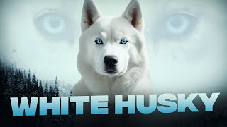 White Husky: Things You Must Know Before Getting One