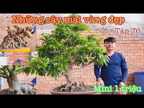 Những cây mai vàng đẹp tập 76 | mini 1 triệu | mai vàng miền nam | ngày 28/4/2023