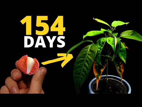 154 Days Growing a Lychee Tree from Seed in Timelapse🌱