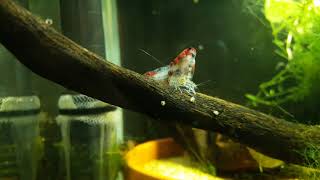 shrimp molting
