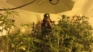 "ganja meditation" video