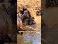 Epic Showdown Lioness Vs Wildebeest In A Deadly Battle For Survival