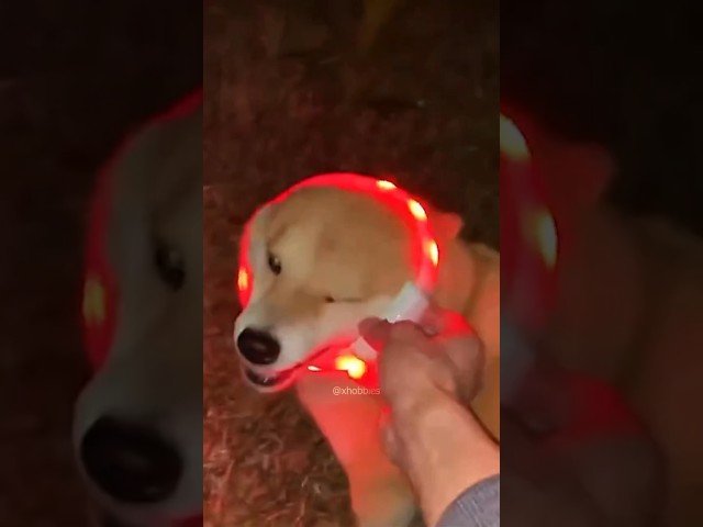 Vídeo relacionado con Novkin Paquete de 2 luces de perro con USB recargable, color cambiante collar de perro, IP67 impermeable LED luces de seguridad para perrosluz (arco iris y arco iris)