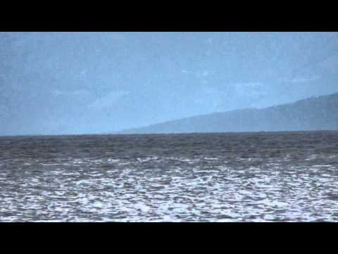 alhena wonderful stay(dolphins at sea)