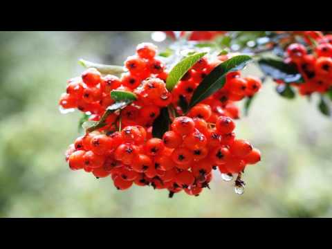 Nalewka jarzębinówka.