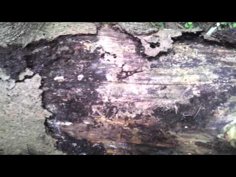 Glowing fungi #1: The search