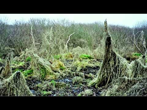 Pascal Cribier - Garden, Nature or Landscape?
