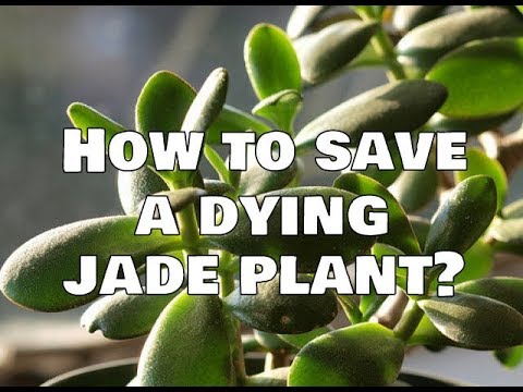 How to Save a Dying Jade Plant
