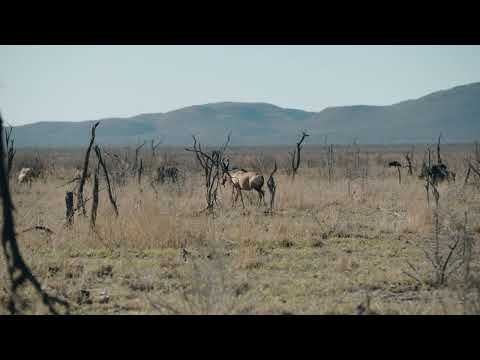 ANTELOPE AFRICA SAFARI WILDERNESS 4K