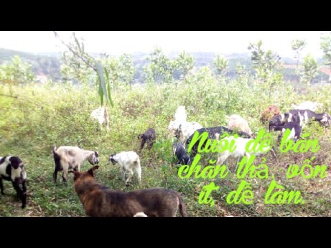 Kĩ thuật nuôi dê _ Nuôi dê bán chăn thả như thế nào?