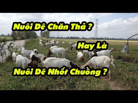 Nên Nuôi Dê Chăn Thả Hay Nhốt Chuồng