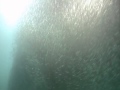 Dolphins The Wild Side