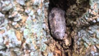 ATROCITY - Okkult (Webisode #2) | Napalm Records