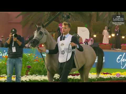 N 40 RJ PERFINKA   The 6Th International Arabian Horse Show 2023   Yearling FIllies Class 1B