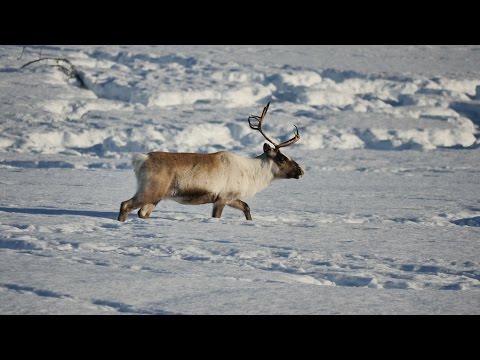 Bei den Samen und Rentieren