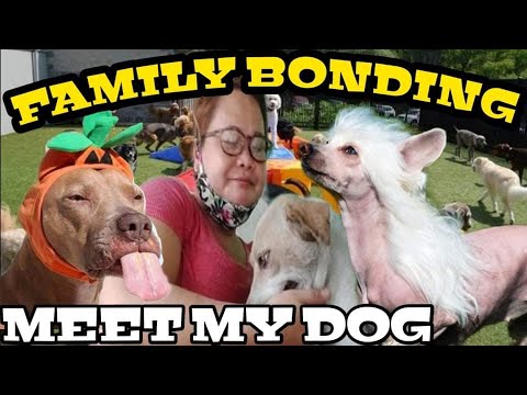 bonding with 'covid' the dog | MARY ROSE VLOGS