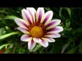 ERNESTO CORTAZAR - GOOD MORNING MY LOVE ...