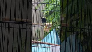 Download lagu GELATIK JAMBUL HIMALAYA GACOR OWOR2 mp3