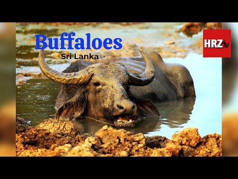 Beautifu Rural Village in Sri Lanka | Village life in Sri Lanka  2021