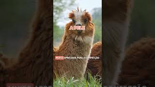 ALPACA VS LHAMA: NUNCA MAIS confunda essas duas! ⚠️🦙 #CURTAS