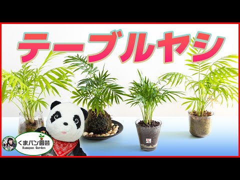 園芸 ドワーフヤシ、マウンテンヤシ、チャメドレア