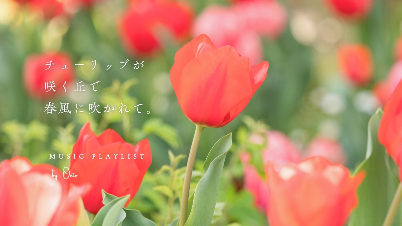 【Playlist】チューリップの咲く丘。春風と共に聴く洋楽  | 作業用BGM | 途中広告無し