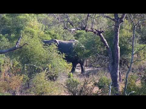 Djuma: Elephant feeding in treeline - 06/01/19