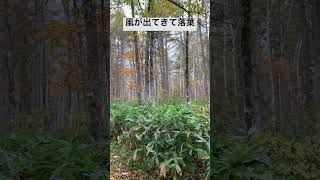 笹ヶ峰夢見平遊歩道2022年10月22日