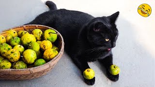 😂 LAUGH Non-Stop With These Funny Cats 😹 - Funniest Cats Expression Video 😇 - Funny Cats Life
