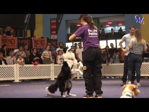 NUESTROS PERROS  MARISOL REY