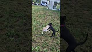Video preview image #1 Collie-Unknown Mix Puppy For Sale in Shermans Dale, PA, USA