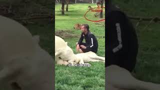 Download lagu Singa Menyelamatkan Manusia dari Serangan Macan 🥲❤️ mp3 Download lagu Singa Menyelamatkan Manusia dari Serangan Macan 🥲❤️ mp3