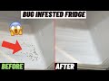 Cleaning Bug Infested Fridge Freezer