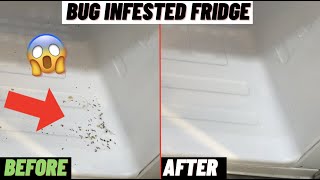 Cleaning Bug Infested Fridge Freezer