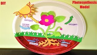 photosynthesis model 3d making for science fair projects using paper plate