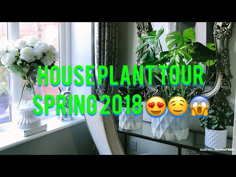 HOUSE PLANT TOUR / SPRING 2018 (: