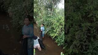 Download lagu panen bawal Lurr #microfhising #mancing #fishing mp3