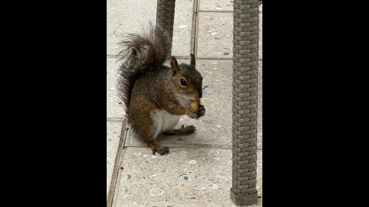 Donald Trump, Vladimir Putin y el buen augurio