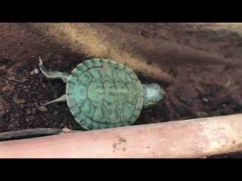 Funny turtle trying to hide