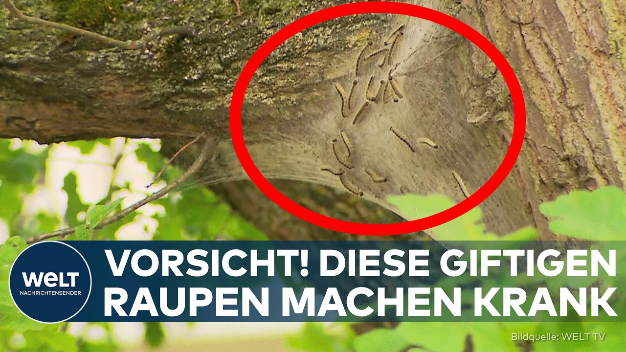 EICHENPROZESSIONSSPINNER: Juckreiz, Ausschläge, Atemprobleme – Berlin kämpft gegen Raupenplage!