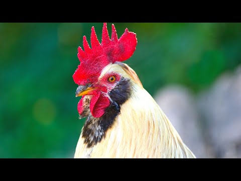 REAL FARM ANIMAL SOUNDS WITHOUT MUSIC - cow mooing for kids. Learn animals.