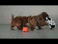 Cavapoo dogs for sale: OREO - Video 1