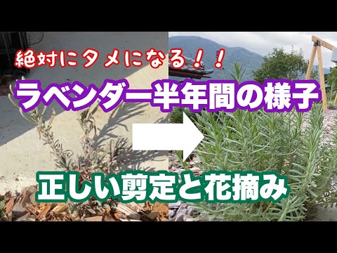 ラベンダーのメンテナンス: 芳香植物の世話をするために採用すべき重要な行動  庭園