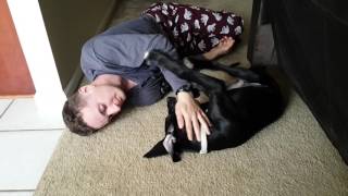 My boy got himself a great dane