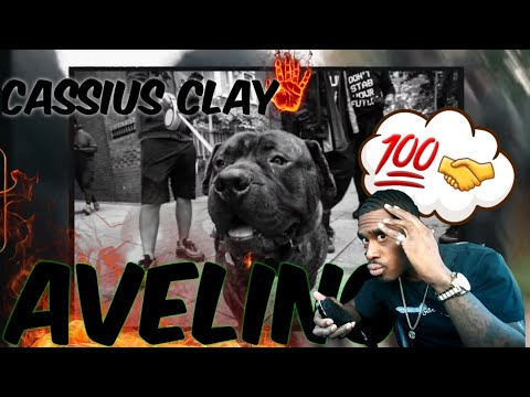 STRANGE MILLIONS reacts to: Avelino Cassius Clay (Official Video) ft. Dave