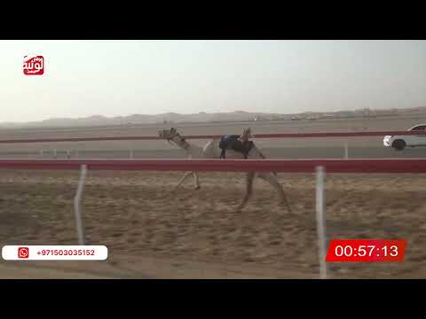  ش 22 (ضي) لـ سعيد سالم بن راشد الدرعي 2:08 ، شارة الصندوق 2026/07/30 فطامين الروضة