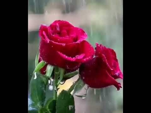 Rain was Shama Shama on the flowers😁🤣😉
