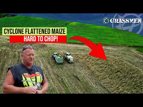 Tony Ireland Contracting-Maize in New Zealand!