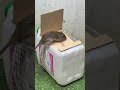 Best Home Mouse Trap Mouse Trap Tips Mouse