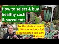 How To CHOOSE BUY HEALTHY CACTI SUCCULENT PLANTS Cacti Cactus Succulents Cactuscare